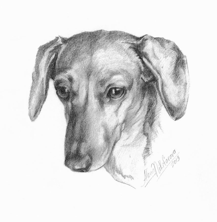 879x900 portrait of a mini dachshund drawing - Daschund Drawing