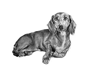 300x250 sherlock the dachshund drawing - Daschund Drawing