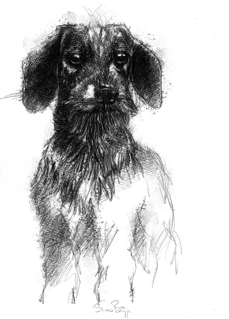 738x1024 dachshund seanbriggs - Daschund Drawing