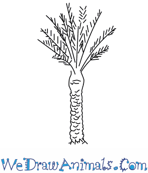 300x350 how to draw a date palm tree - Date Drawing