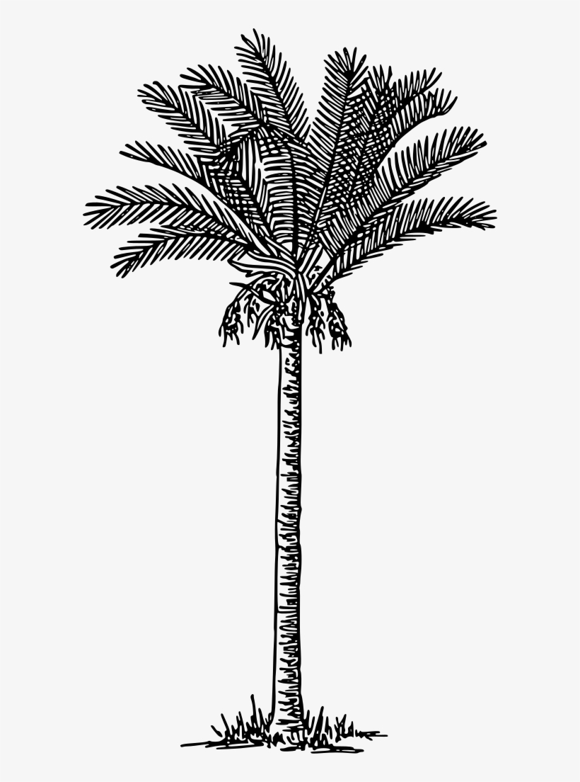 820x1104 palm trees date palm plants drawing - Date Drawing