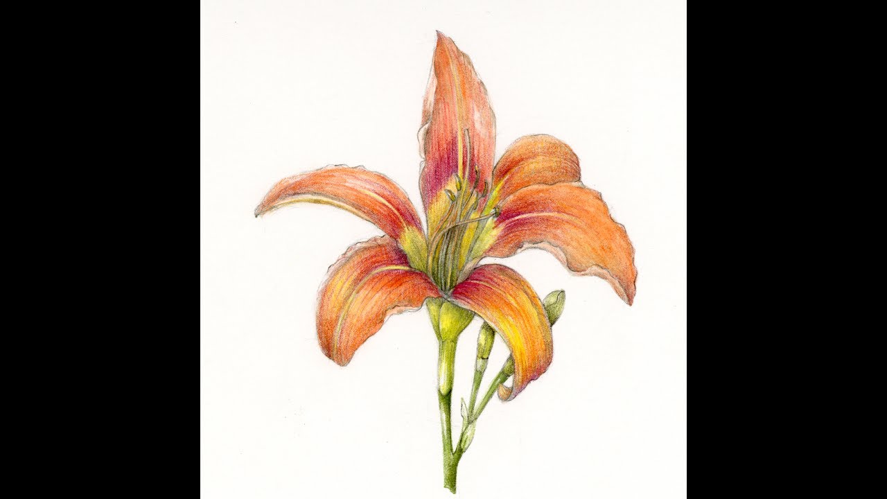 1280x720 Drawing A Daylily Step - Daylily Drawing
