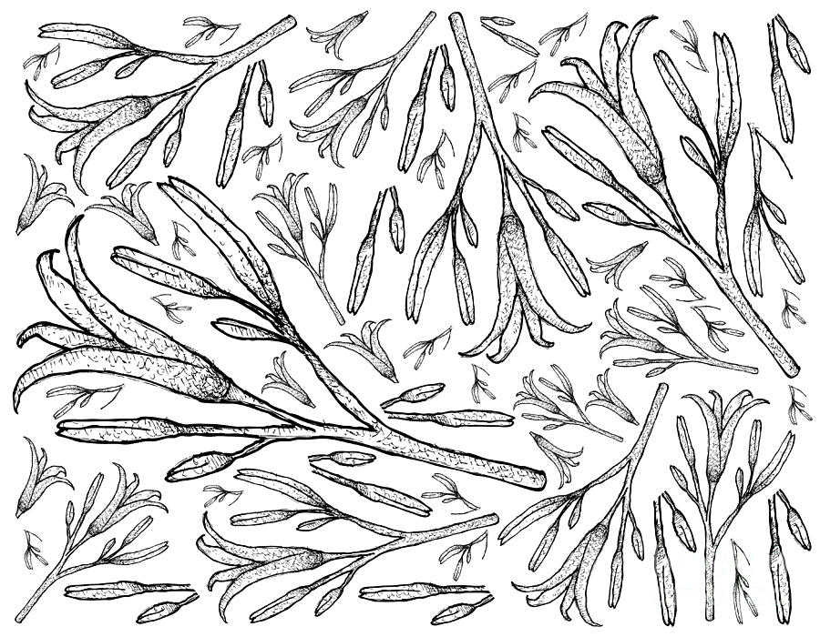 900x700 Hand Drawn Of Fresh Daylily Plants Background Drawing - Daylily Drawing