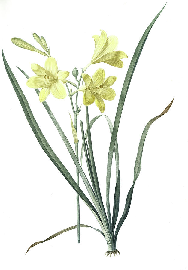 626x900 Hemerocallis Flava, Hemerocalle Jaune Yellow Day Lily Drawing - Daylily Drawing