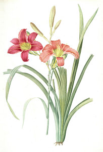 204x300 Hemerocallis Fulva, Hemerocallie Fauve Tawny Day Lily Drawing - Daylily Drawing