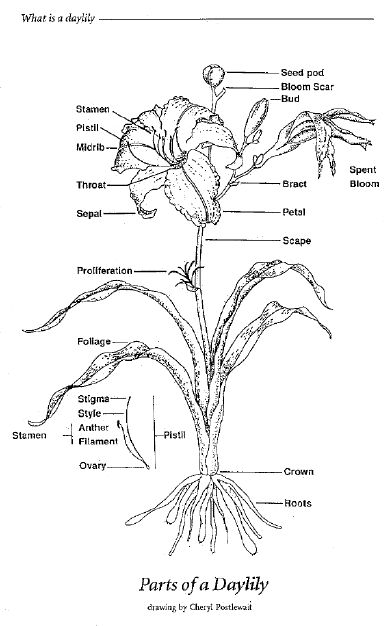 392x626 How To Take Care Of Daylilies - Daylily Drawing