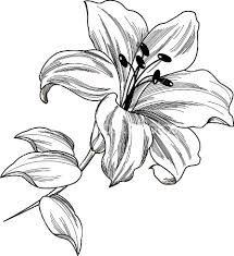 215x235 image result for daylily tattoo sleeve lilies drawing, tattoo - Daylily Drawing