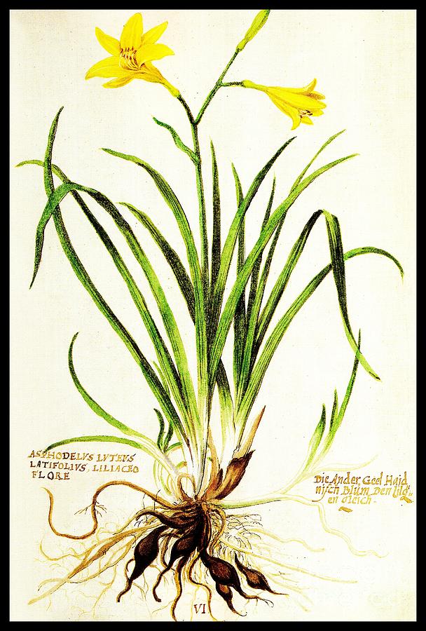 608x900 Lemon Daylily Botanical Drawing - Daylily Drawing