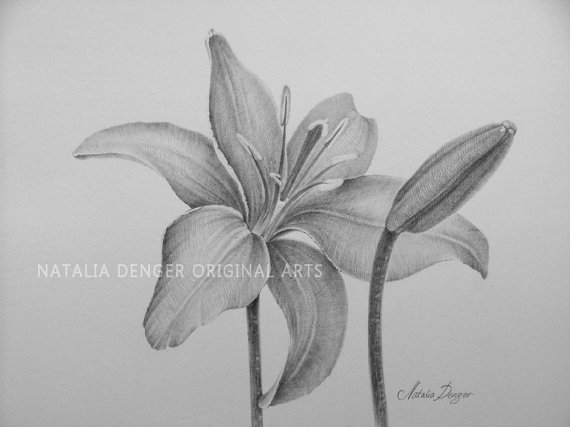 570x427 lilies, matted original drawing, day lily, flowers, lilies - Daylily Drawing