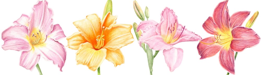 1000x288 My Name Is Jack Church And I Am A Chelsea Kiene Medium - Daylily Drawing