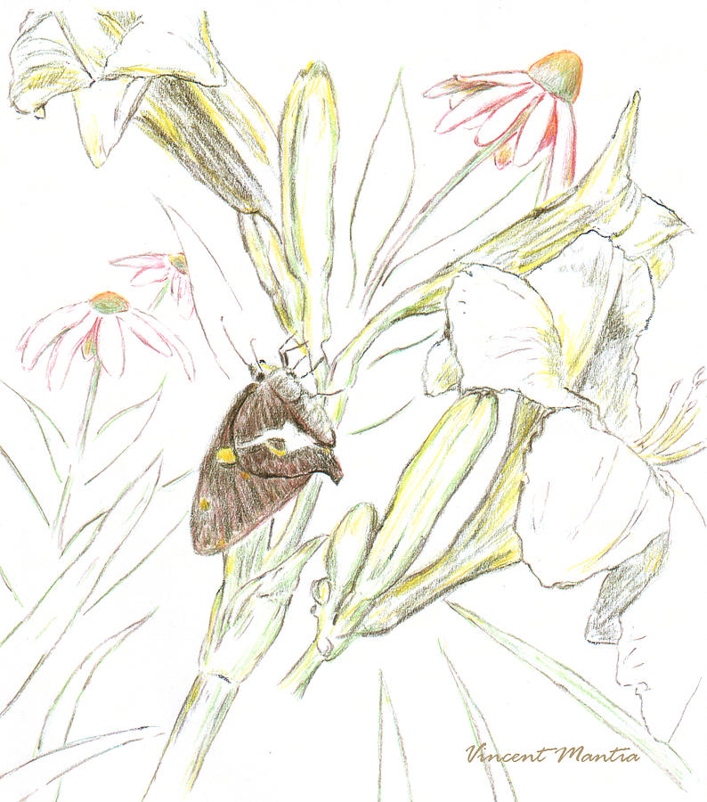 794x900 skipper, coneflowers, and daylily central park drawing - Daylily Drawing