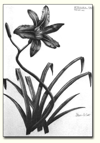 335x480 Steven Erat's Blog One Day - Daylily Drawing