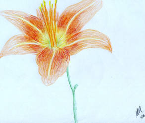 293x250 Daylily Drawing - Daylily Drawing