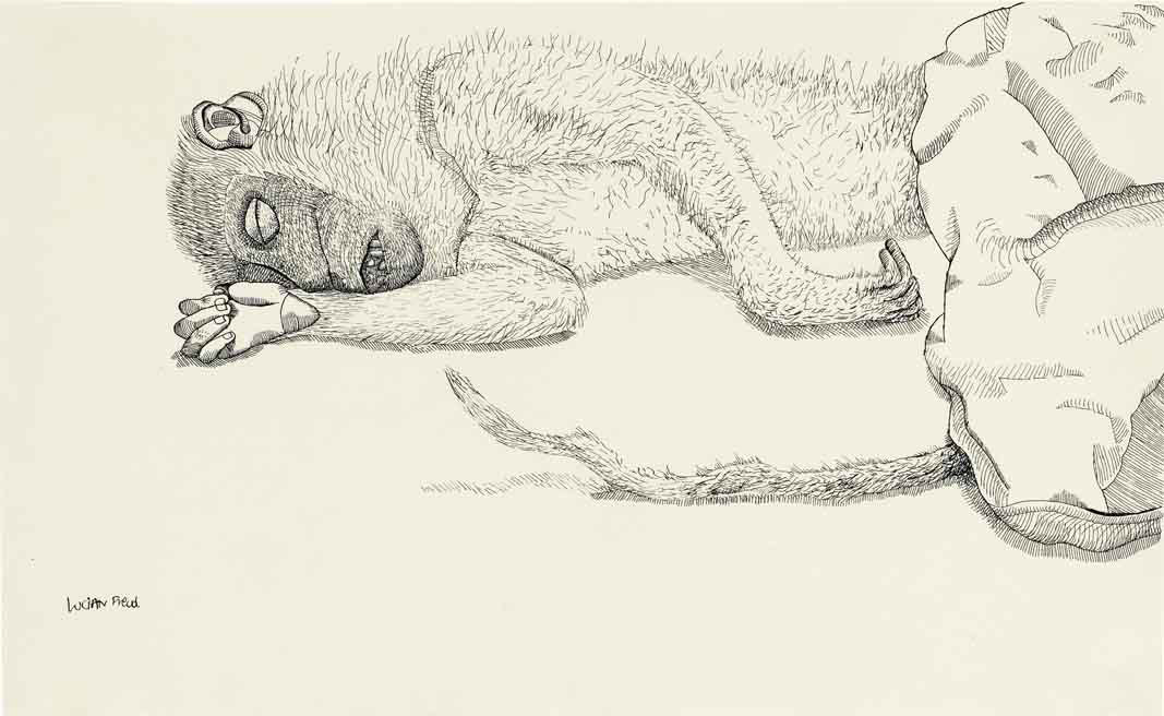 1067x656 Lucian Freud - Dead Animal Drawing