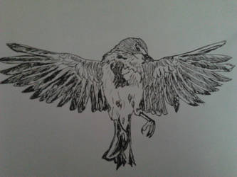 333x250 Dead Bird - Dead Bird Drawing