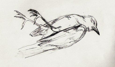 491x287 Dead Bird Drawing Art In Bird Drawings, Art, Drawings - Dead Bird Drawing