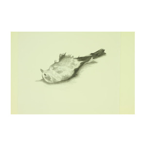 300x300 I Am A Dead Bird Drawing - Dead Bird Drawing