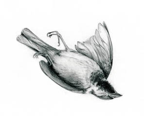 296x240 rebecca chesney - Dead Bird Drawing
