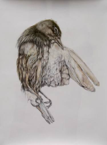 375x508 Still Life - Dead Bird Drawing