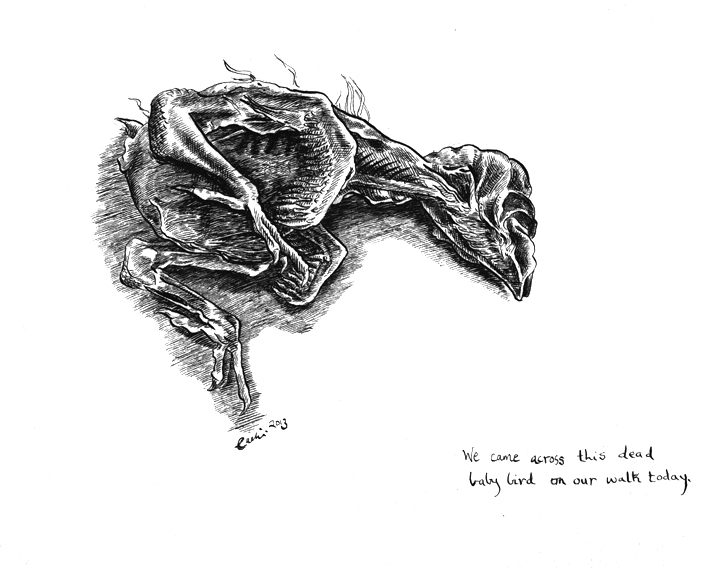709x568 drawing of a dead bird lily mae martin - Dead Bird Drawing