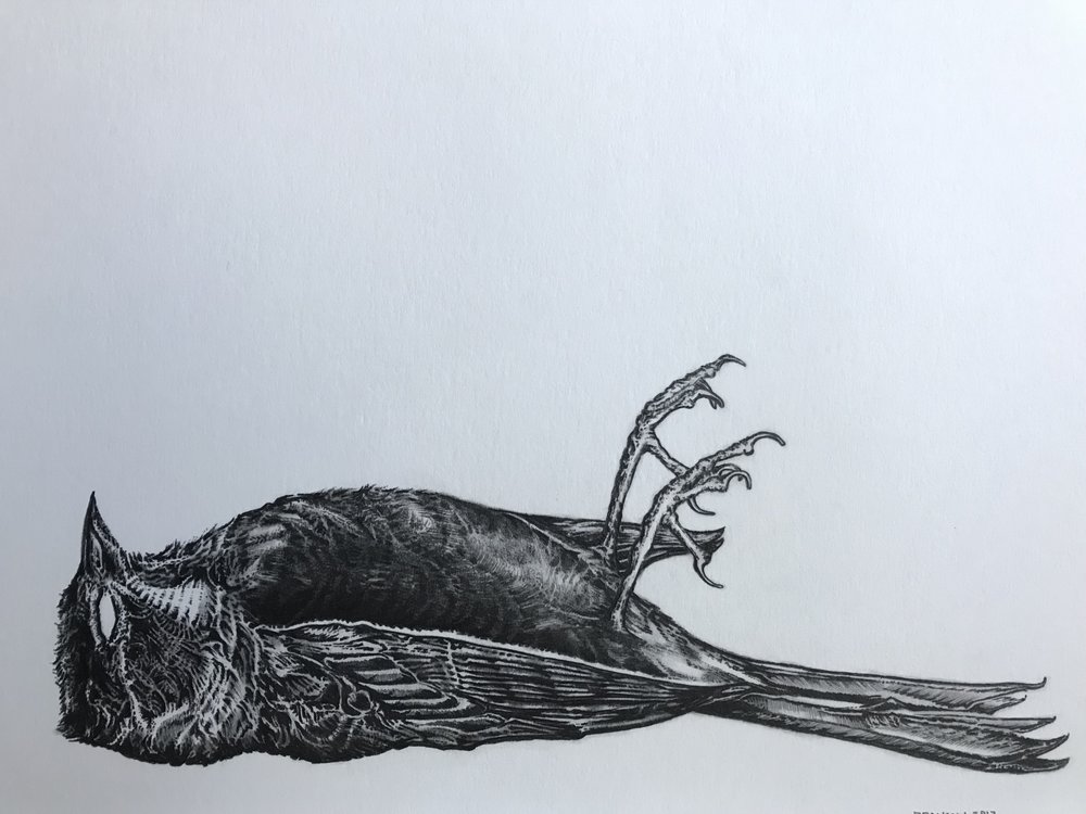 Dead Bird Drawing at PaintingValley.com | Explore collection of Dead ...