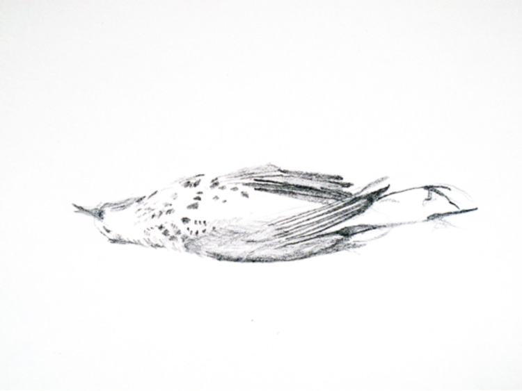 750x563 dead birds bridging the gap - Dead Bird Drawing