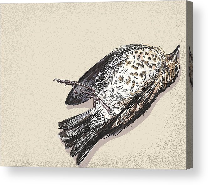 665x590 Dead Bird Illustration Acrylic Print - Dead Bird Drawing