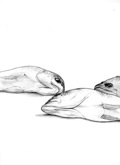 236x325 Best Dead Fish Images Artists, Contemporary Art, People - Dead Fish Drawing