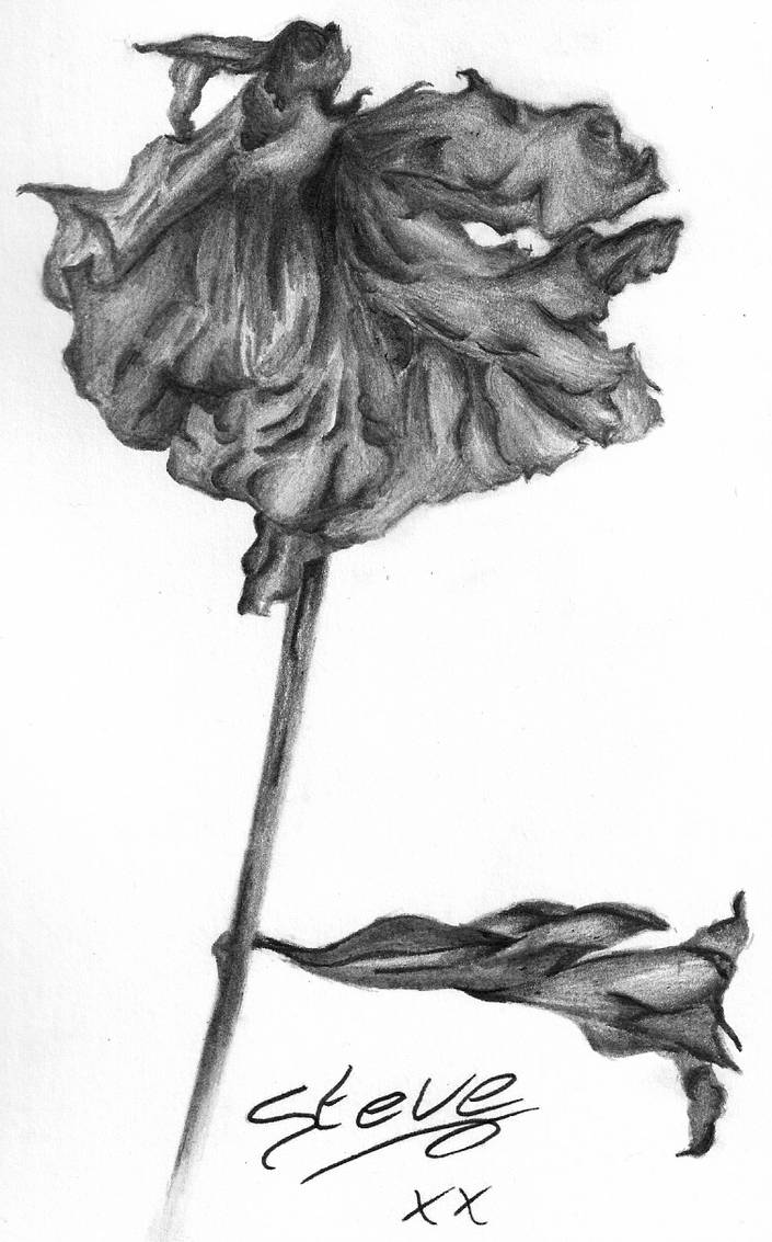 705x1133 Dead Flower - Dead Flower Drawing