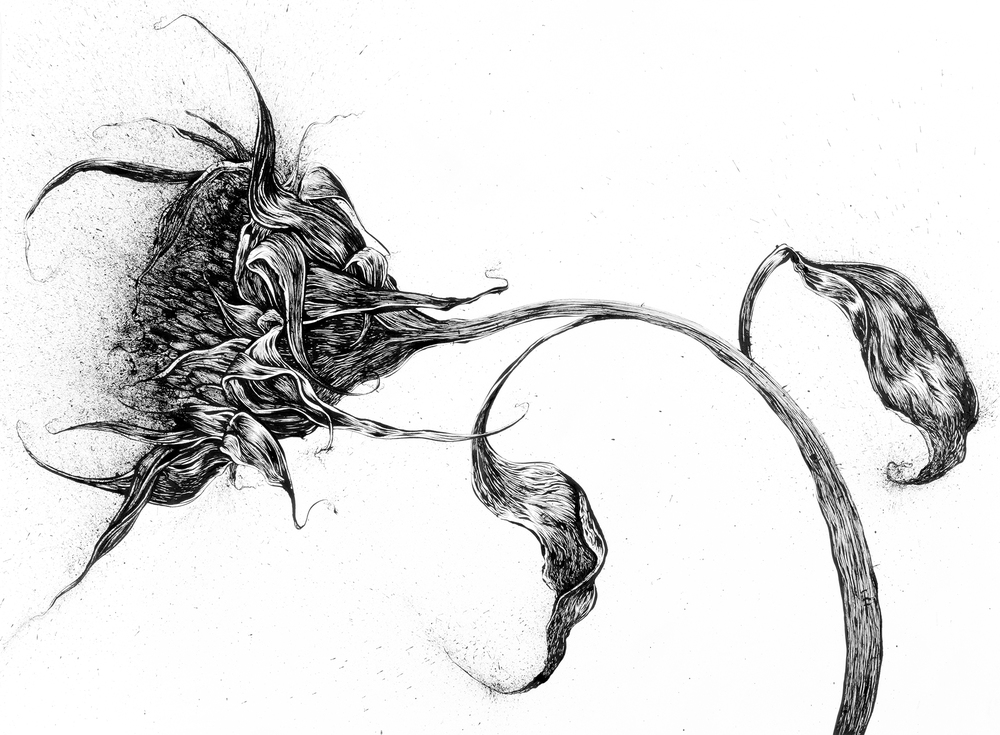 Dead Flower Drawing at Explore collection of Dead