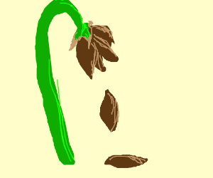 300x250 A Beautiful Dead Flower Drawing - Dead Flower Drawing