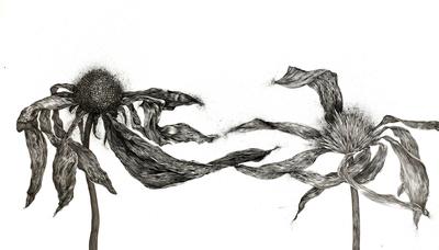 400x228 The Drawing Center - Dead Flower Drawing