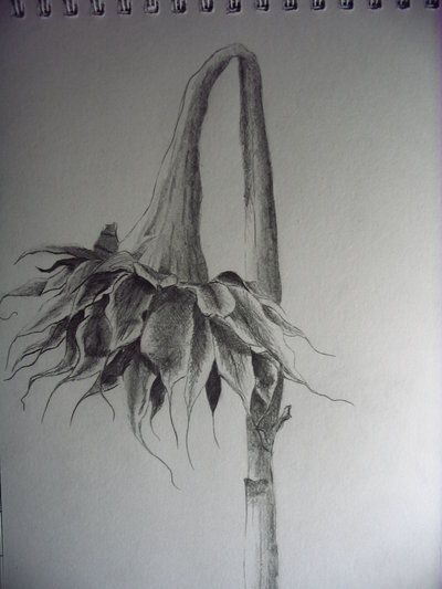 400x533 Dead Flower Sketch - Dead Flower Drawing