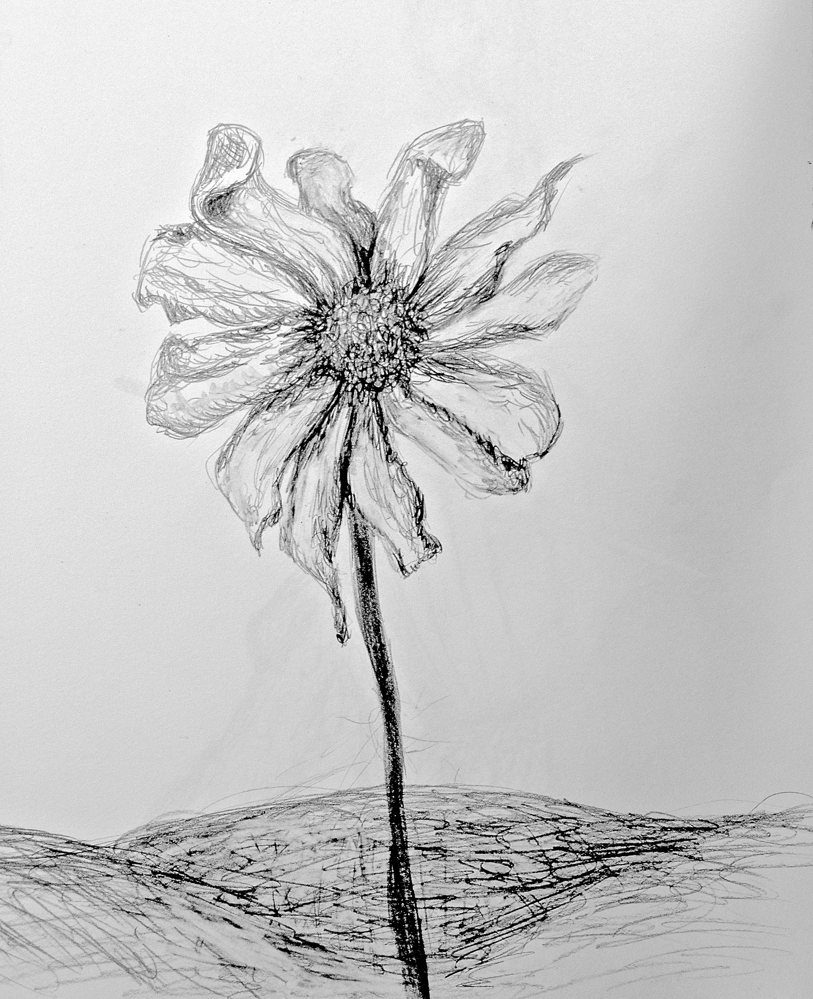 2798x3438 Pencil Made - Dead Flower Drawing