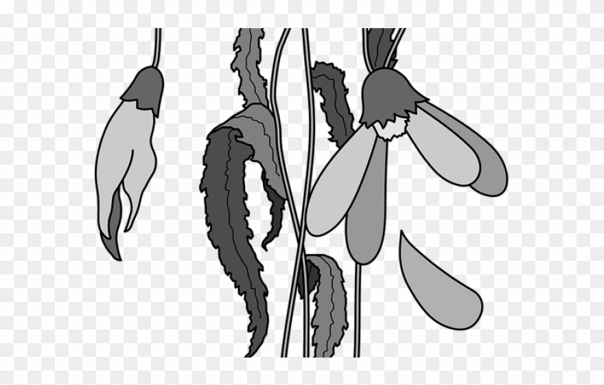 880x561 dead clipart dead sunflower - Dead Flower Drawing