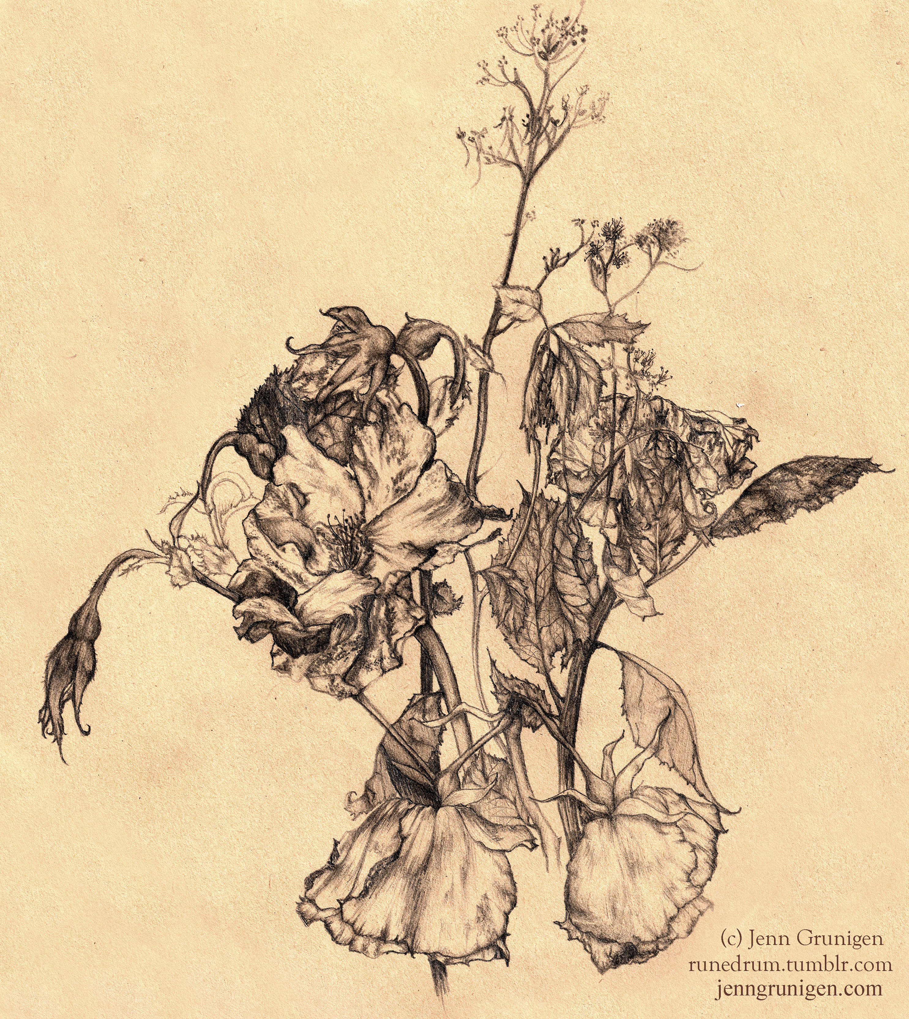 2970x3330 dead flower drawing dead - Dead Flower Drawing