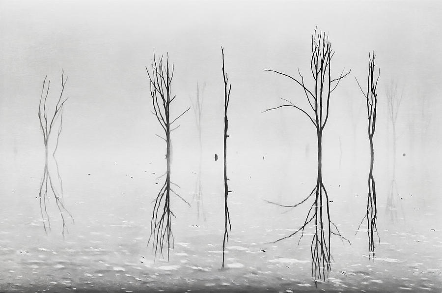 900x596 dead forest reflections photograph - Dead Forest Drawing