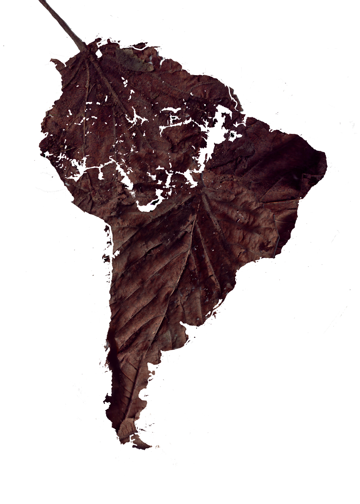 1181x1654 Dead Leaf Christopher Scott - Dead Leaf Drawing