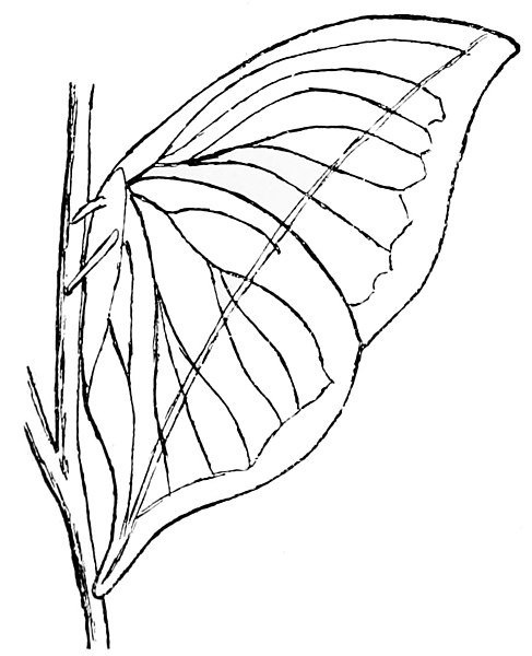 487x600 Filepsm Dead Leaf Butterfly - Dead Leaf Drawing
