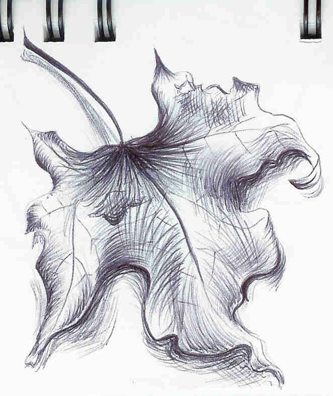662x788 Leaf Drawing Blog - Dead Leaf Drawing
