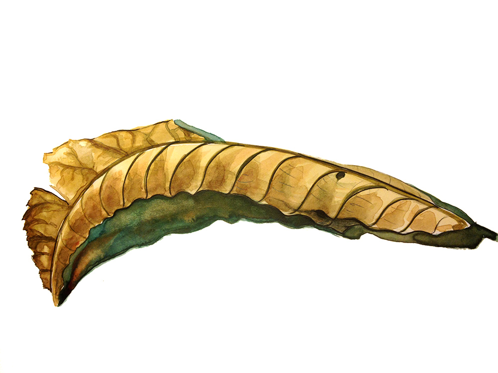 1000x750 Life Of A Dead Leaf - Dead Leaf Drawing