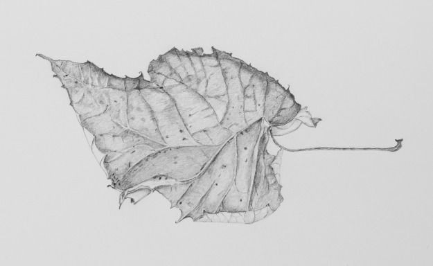 625x384 Pencil Drawing Of A Dead Leaf No - Dead Leaf Drawing