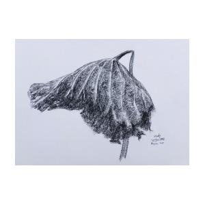 300x300 Sketches On Dead Lotus Leaf Drawing - Dead Leaf Drawing