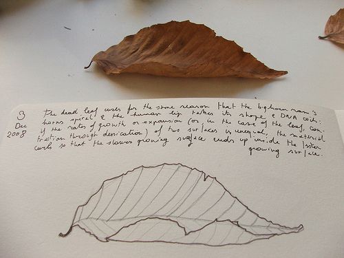 500x375 Dead Leaf Drawing - Dead Leaf Drawing