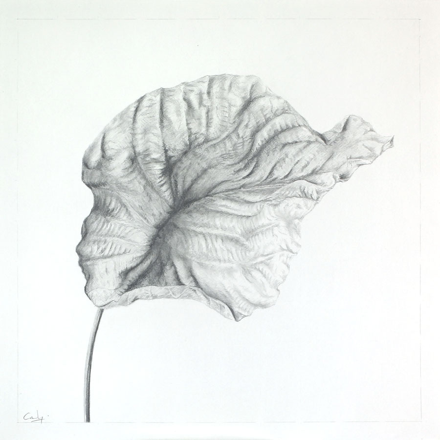 900x900 dead leaf dennis candy images - Dead Leaf Drawing