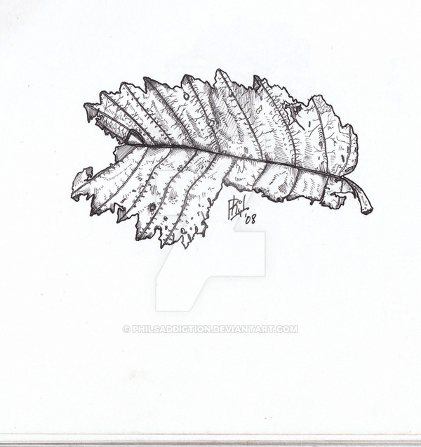 600x636 Dead Leaf - Dead Leaf Drawing