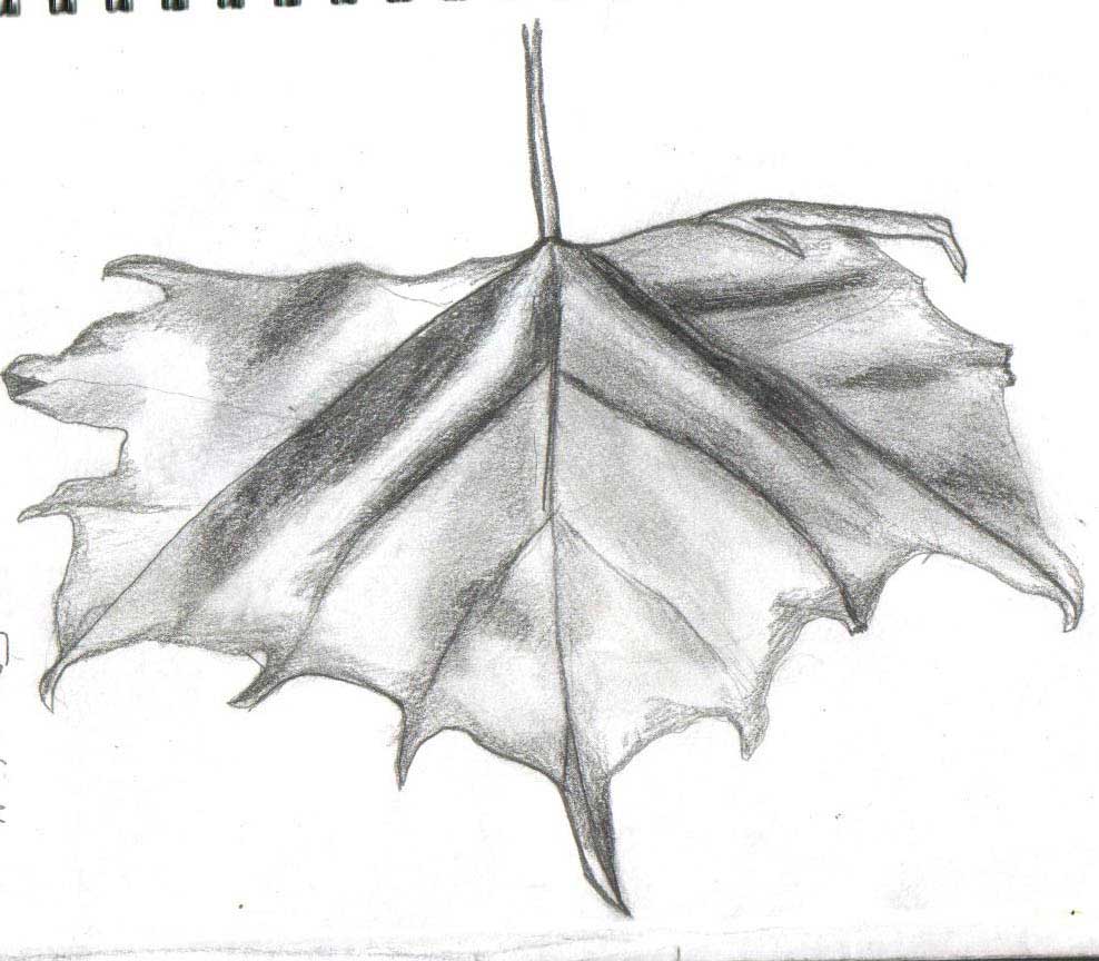 Dead Leaf Drawing at Explore collection of Dead