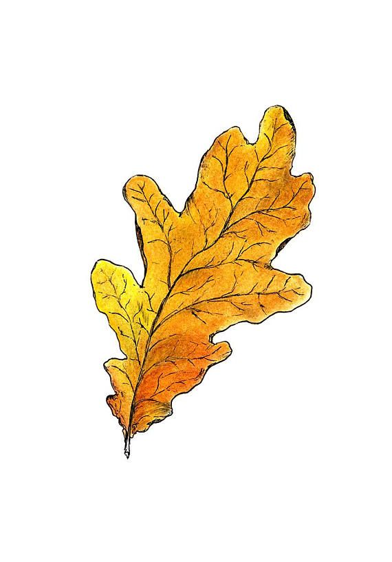 570x816 autumn leaf pastel and ink drawing oak leaf print autumn stamps - Dead Leaf Drawing