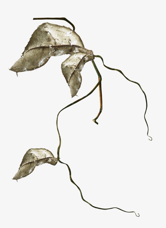 650x891 beautiful litter of dead leaves, deadwood, leaves, leaf png image - Dead Leaf Drawing