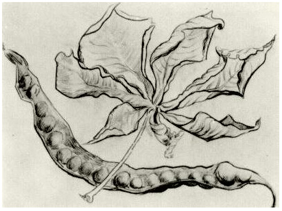 411x308 dead leaf and pod - Dead Leaf Drawing